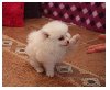 Stunning potty trained Pomeranian puppies for sale Text 443-563-1239