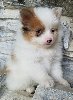 Quality Pretty Pomeranian puppies for sale Text 443-563-1239