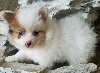 Brilliant Male and Female Pomeranian puppies for sale Text 443-563-1239