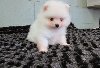 Brilliant Male and Female Pomeranian puppies for sale Text 443-563-1239