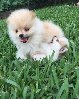 Stunning potty trained Pomeranian puppies for sale Text 443-563-1239