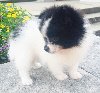 Quality Pretty Pomeranian puppies for sale Text 443-563-1239