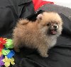 Stunning potty trained Pomeranian puppies for sale Text 443-563-1239